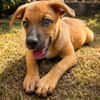 CHARLY, chiot mâle Berger Créole