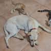 HAWAII, Femelle junior Berger créole