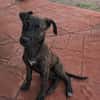 OLLIE, chiot femelle Berger Créole