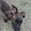 OLLIE, chiot femelle Berger Créole