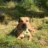 TYMAL, mâle junior Croisé Labrador