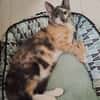 BABETH Chaton femelle type européen