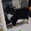 BAGHERRA, chaton femelle type européen
