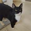 BAGHERRA, chaton femelle type européen