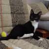 BAGHERRA, chaton femelle type européen