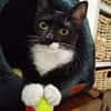 BAGHERRA, chaton femelle type européen