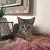 LINE, chaton femelle type Européen