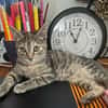 LINE, chaton femelle type Européen