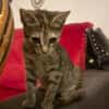 LINE, chaton femelle type Européen