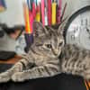 LINE, chaton femelle type Européen