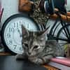 LINE, chaton femelle type Européen