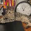 LINE, chaton femelle type Européen