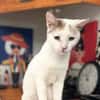 PARIS, chatte type européen
