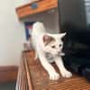 PARIS, chatte type européen