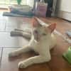 PARIS, chatte type européen