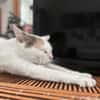 PARIS, chatte type européen