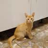 PELUCHON, Chaton mâle européen