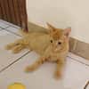 PELUCHON, Chaton mâle européen