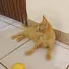 PELUCHON, Chaton mâle européen
