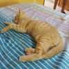 PELUCHON, Chaton mâle européen
