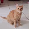 PRALINE, Chatte type européen