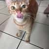 PRALINE, Chatte type européen