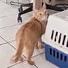 PRALINE, Chatte type européen