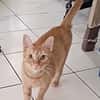 PRALINE, Chatte type européen