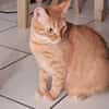 PRALINE, Chatte type européen
