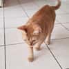 PRALINE, Chatte type européen