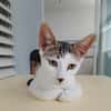 TWIX , chaton mâle type européen