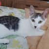 TWIX , chaton mâle type européen