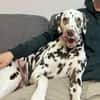 Marshall sucht ein Zuhause