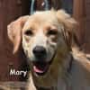 MARY