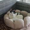 Monkey sucht mit Freigang