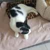 Monkey sucht mit Freigang