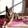 Schmusehündin Kira aus dem Tierschutz bei München!