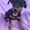 Cola-kleine Welpin, 4 Monate alt sucht eine Familie
