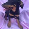 Cola-kleine Welpin, 4 Monate alt sucht eine Familie