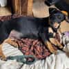 Cola-kleine Welpin, 4 Monate alt sucht eine Familie