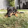 Cola-kleine Welpin, 4 Monate alt sucht eine Familie