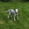 Millie sucht ein erfahrenes Zuhause
