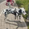 Millie sucht ein erfahrenes Zuhause