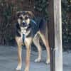 Traumhund Goofy sucht sein Zuhause