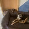 Traumhund Goofy sucht sein Zuhause