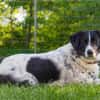 Mosel sucht Familie