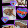 sehr liebe kleine junge Honey auf PS in 91286