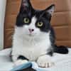 Mochi Verschmuster Maskenkater sucht  gechillte Familie