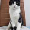 Mochi Verschmuster Maskenkater sucht  gechillte Familie