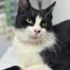 Mochi Verschmuster Maskenkater sucht  gechillte Familie